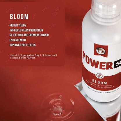 Power SI Bloom