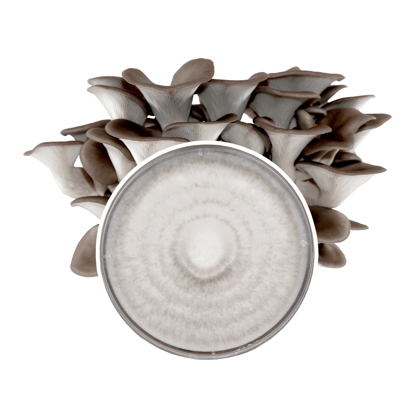 Blue Oyster Mushroom Plate Culture