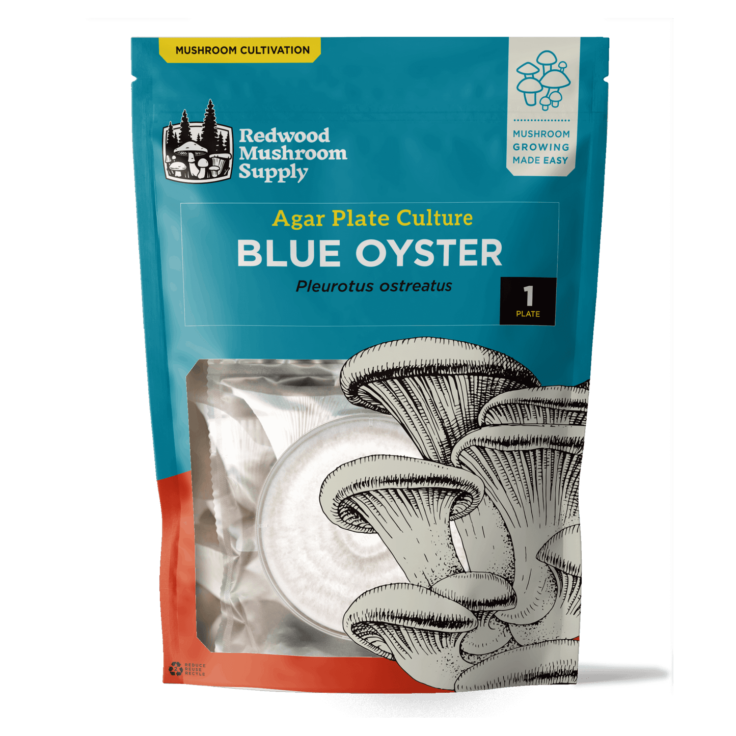 Blue Oyster Mushroom Plate Culture