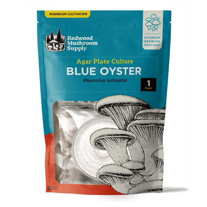 Blue Oyster Mushroom Plate Culture