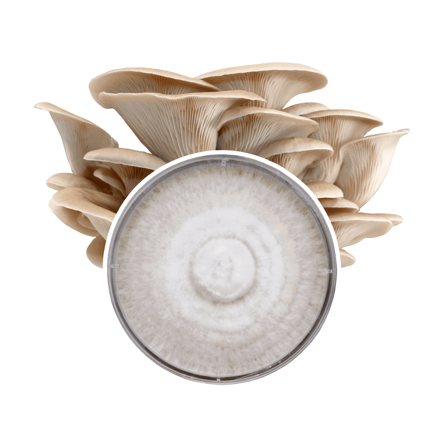 Grey Oyster Mushroom Plate Culture