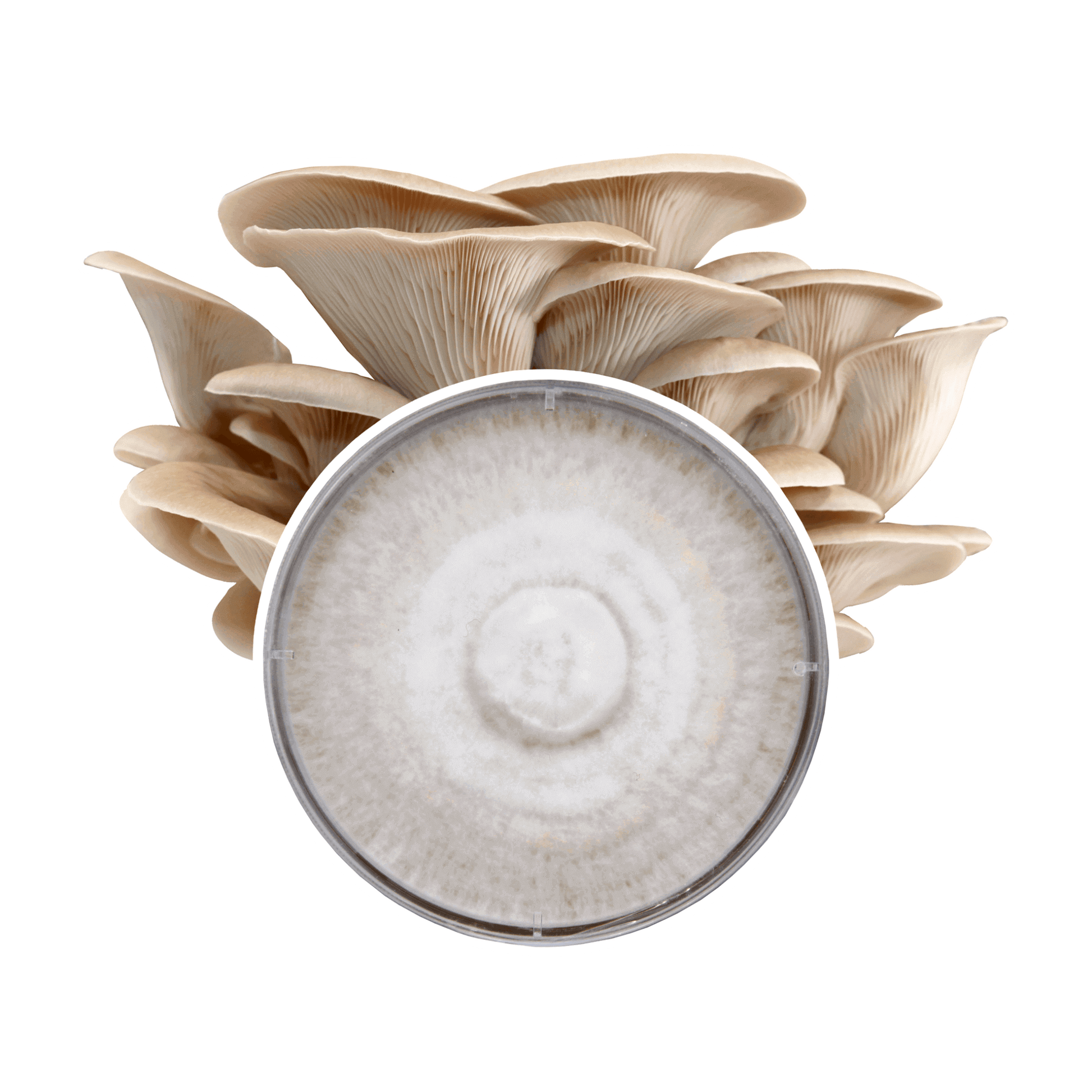 Grey Oyster Mushroom Plate Culture