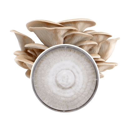 Grey Oyster Mushroom Plate Culture