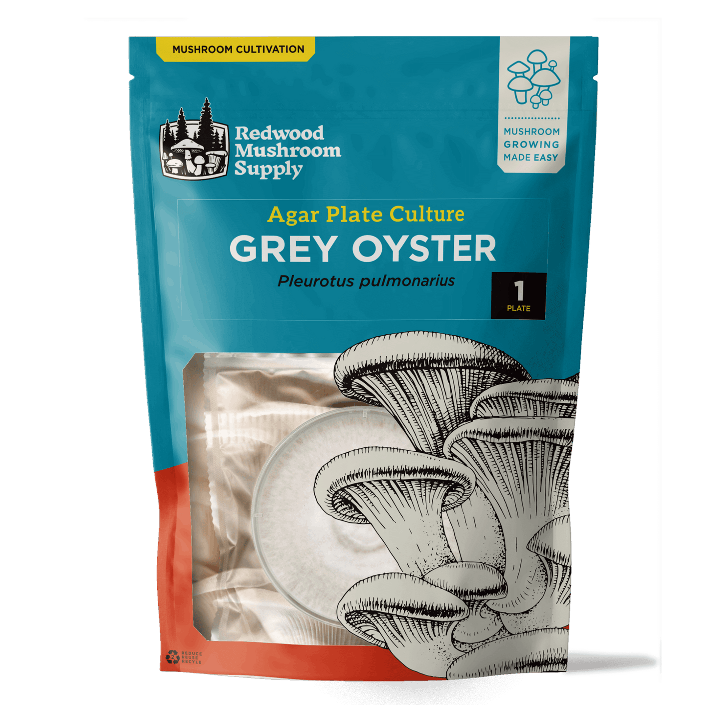 Grey Oyster Mushroom Plate Culture