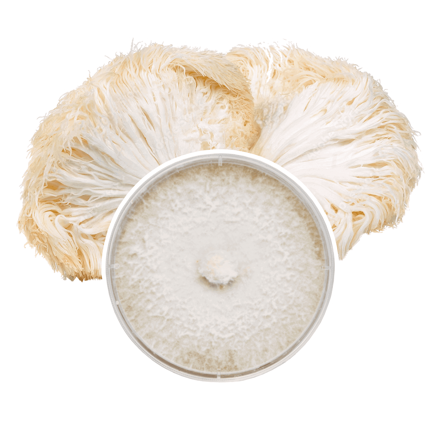 Lion’s Mane Mushroom Plate Culture