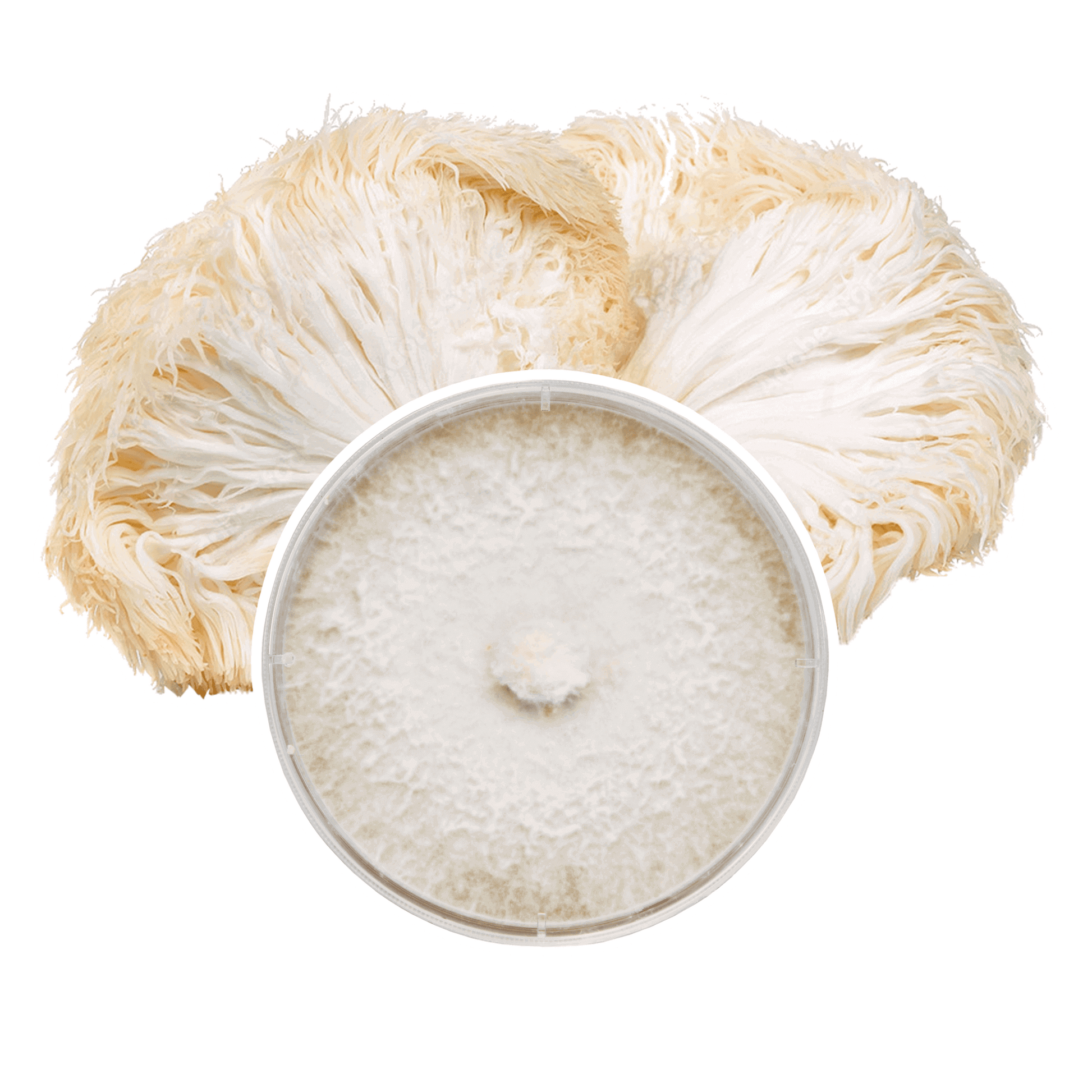 Lion’s Mane Mushroom Plate Culture