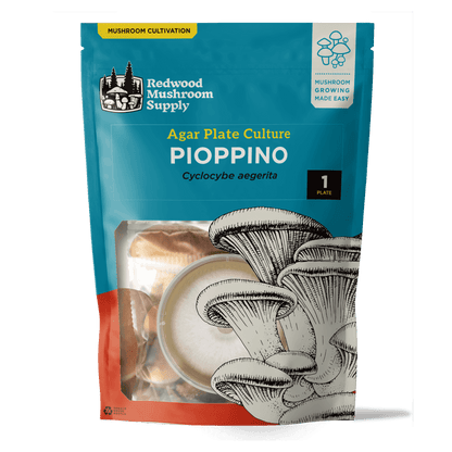 Pioppino Mushroom Plate Culture